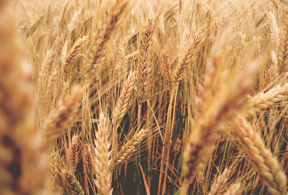 grano