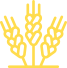 Farina di Grano